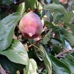 Ficus assamica Fruit