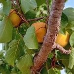 Prunus armeniaca Fruchs
