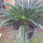 Cycas rumphii Deilen