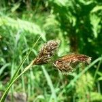 Carex frigida Fula