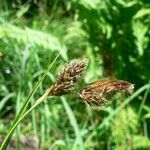 Carex frigida ফুল