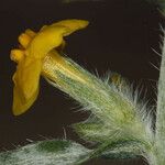 Oreocarya confertiflora 花