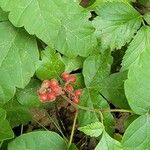 Rhus aromatica Fruchs