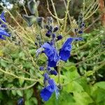 Salvia patens Цвят