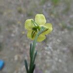 Fumana ericoides Blüte