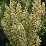 Erica arborea Blad