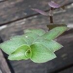 Callisia repens Feuille