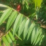 Rhus typhina पत्ता