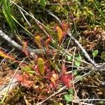 Drosera anglica Folio