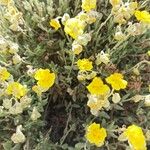 Helianthemum caput-felis Květ