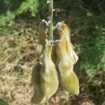 Mucuna pruriens Gyümölcs