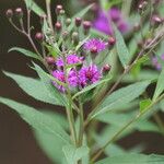 Vernonia noveboracensis Flower