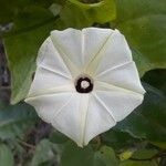 Ipomoea obscura Blüte