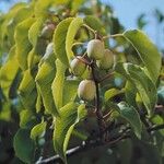 Actinidia arguta Fruchs