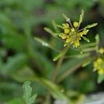 Rorippa palustris Blüte