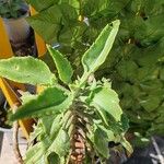 Kalanchoe ceratophylla Blatt