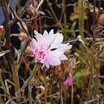 Crepis rubra 花