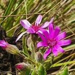 Senecio roseiflorus Flower