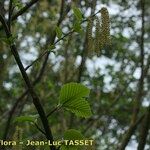 Betula medwediewii 其他