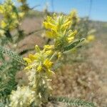 Astragalus alopecuroides Flower