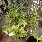 Begonia dregei Pokrój