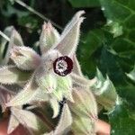 Nonea vesicaria Flor