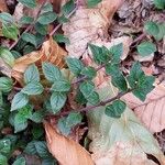 Clinopodium acinos Blatt