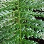 Polystichum aculeatum Blad