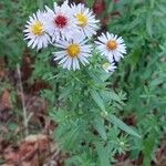 Symphyotrichum lanceolatumBlomst