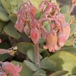 Cotyledon orbiculataFlower