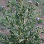 Phacelia integrifolia Облик