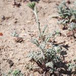 Chaenactis glabriuscula Hábito