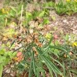 Euthamia graminifolia Fruit