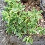 Aeonium lindleyi Лист