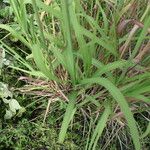 Bothriochloa laguroides 形態