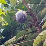Dacryodes edulis Fruit