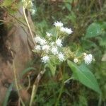 Ageratina aromatica ᱵᱟᱦᱟ