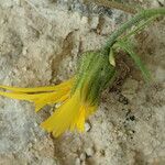 Hieracium glaucinum Kwiat