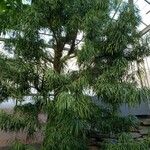 Podocarpus macrophyllus 整株植物