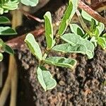 Indigofera brevicalyx Leaf