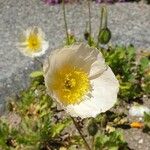 Papaver alpinumÇiçek