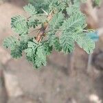 Acacia raddiana Leaf