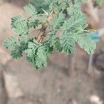 Acacia raddiana 葉