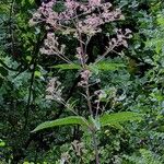 Eutrochium fistulosum Flower