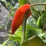 Anthurium nymphaeifolium Frunză