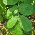 Aralia nudicaulis Φύλλο