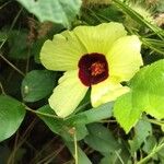 Hibiscus surattensis Blomst