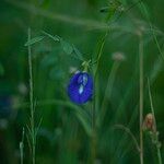 Clitoria ternatea 花