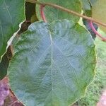 Actinidia chinensis Blad