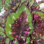 Begonia rex Лист